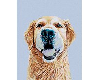 Zuty - Malování podle čísel - ZLATÝ RETRÍVR 40x50 cm vypnuté plátno na rám