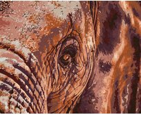 Zuty - Malování podle čísel - SLONÍ POHLED 40x50 cm bez rámu a bez vypnutí plátna