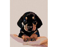 Zuty - Malování podle čísel - ŠTĚNĚ KRÁTKOSRSTÉHO JEZEVČÍKA 40x50 cm vypnuté plátno na rám