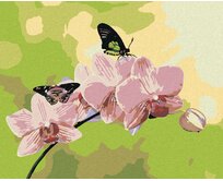 Zuty - Malování podle čísel - ORCHIDEJ S MOTÝLKY 40x50 cm bez rámu a bez vypnutí plátna