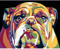 Zuty - Malování podle čísel - BULDOG 40x50 cm vypnuté plátno na rám