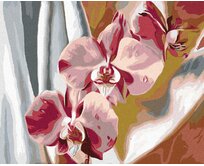 Zuty - Malování podle čísel - RŮŽOVÁ ORCHIDEJ 40x50 cm vypnuté plátno na rám