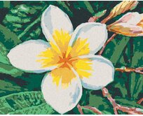 Zuty - Malování podle čísel - HAVAJSKÁ KVĚTINA 40x50 cm vypnuté plátno na rám