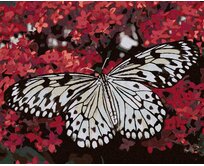 Zuty - Malování podle čísel - BÍLÝ MOTÝL A ČERVENÉ KVĚTINY 40x50 cm vypnuté plátno na rám