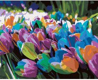 Zuty - Malování podle čísel - DUHOVÉ TULIPÁNY 40x50 cm vypnuté plátno na rám