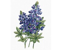 Zuty - Malování podle čísel - MODRÉ KVĚTY VLČÍHO BOBU (ALEXANDRIA GILBERT) 40x50 cm vypnuté plátno na rám