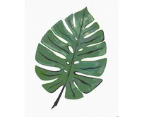 Zuty - Malování podle čísel - LIST MONSTERA (ALEXANDRIA GILBERT) 40x50 cm vypnuté plátno na rám