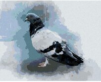 Zuty - Malování podle čísel - HOLUB 40x50 cm vypnuté plátno na rám
