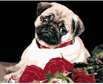 Zuty - Malování podle čísel - MOPS 40x50 cm bez rámu a bez vypnutí plátna