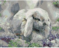 Zuty - Malování podle čísel – KRÁLÍK V ŠEŘÍKU (CAROL CAVALARIS) 40x50 cm bez rámu a bez vypnutí plátna