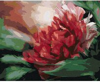 Zuty - Malování podle čísel - PIVOŇKA (CAROL CAVALARIS) 40x50 cm vypnuté plátno na rám