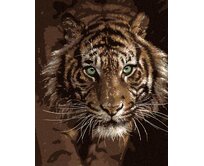 Zuty - Malování podle čísel – TYGŘÍ POHLED (COLLIN BOGLE) 40x50 cm vypnuté plátno na rám