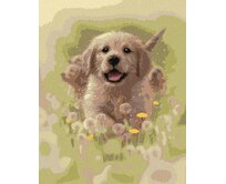 Zuty - Malování podle čísel – ŠTĚNĚ ZLATÉHO RETRÍVRA A PAMPELIŠKY (COLLIN BOGLE) 40x50 cm vypnuté plátno na rám