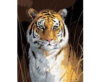 Zuty - Malování podle čísel - TYGR (ROBERT HAUTMAN) 40x50 cm vypnuté plátno na rám