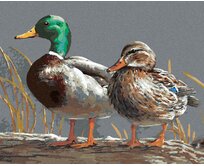 Zuty - Malování podle čísel - KACHNA (JOE HAUTMAN) 40x50 cm vypnuté plátno na rám