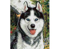 Zuty - Malování podle čísel - HUSKY (IMAGE WORLD) 40x50 cm bez rámu a bez vypnutí plátna