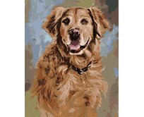 Zuty - Malování podle čísel - ZLATÝ RETRÍVR S HNĚDÝM OBOJKEM (JIM KILLEN) 40x50 cm bez rámu a bez vypnutí plátna