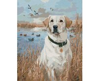 Zuty - Malování podle čísel - ZLATÝ LABRADOR V RÁKOSÍ U RYBNÍKA A KACHNY (JIM KILLEN) 40x50 cm vypnuté plátno na rám