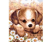 Zuty - Malování podle čísel - ŠTĚŇÁTKO 40x50 cm vypnuté plátno na rám