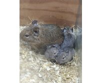 Osmák Degu