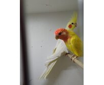 Agapornis růžohrdlý