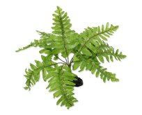 Rostlina REPTI PLANET kapradí Nephrolepis 20 cm