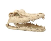 Dekorace REPTI PLANET Krokodýlí lebka 13,8cm
