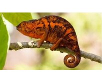 Chameleon pardálí