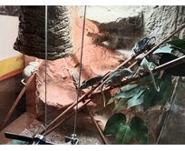 Chameleón Jemenský