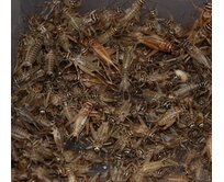 Cvrček - střední - (domácí, banánový) - 1 dcl