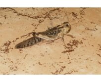 Saranče - dospělci 10ks