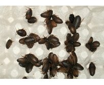 Šváb Argentínský (Blaptica dubia) 10ks