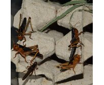 Saranče - střední 10ks