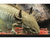 Axolotl mexický