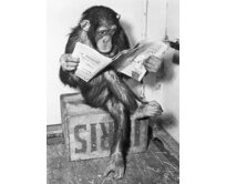 Plechová cedule Monkey reading Velikost: A5 (20 x 15 cm) A5 (20 x 15 cm)