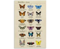 Plechová cedule Motýli Velikost: A5 (20 x 15 cm) A5 (20 x 15 cm)