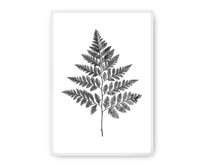 Dekoria Plakát Fern Grey, 30 x 40 cm, Ramka: Biała