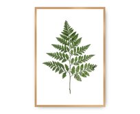 Dekoria Plakát Fern Green, 40 x 50 cm, Volba rámu: zlatý