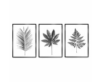 Dekoria Sada 3 obrazů Tropical Grey 3ks., 40 x 50 cm
