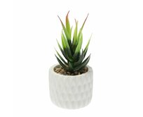 Dekoria Dekorace Sansevieria 12cm, 8 x 8 x 12 cm