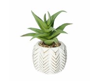 Dekoria Dekorace Aloes I 14cm, 8 x 8 x 14 cm