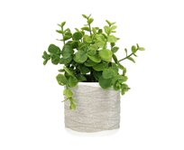 Dekoria Dekorace z eukalyptu 16cm, 8 x 8 x 16 cm