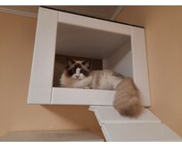 Kočičí pelíšek na strop - RA1