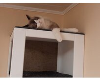 Kočičí pelíšek na strop - RA2