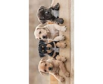 Carbotex Dog Team BRM013773 plážová osuška barevná 70x140 barevná