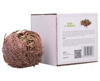 Botanic Růže z Jericha v dárkovém balení 3ks 1ks