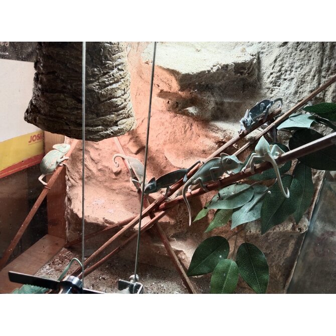 Chameleón Jemenský