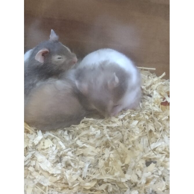 Křeček sýrský