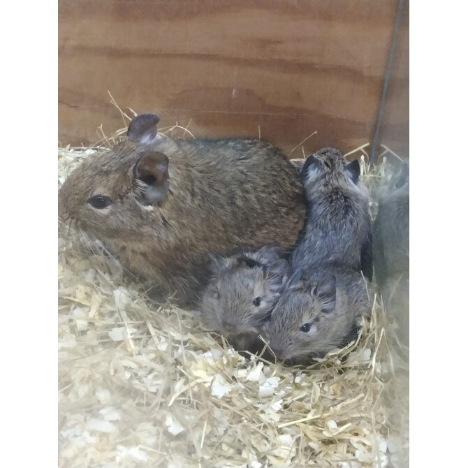 Osmák Degu