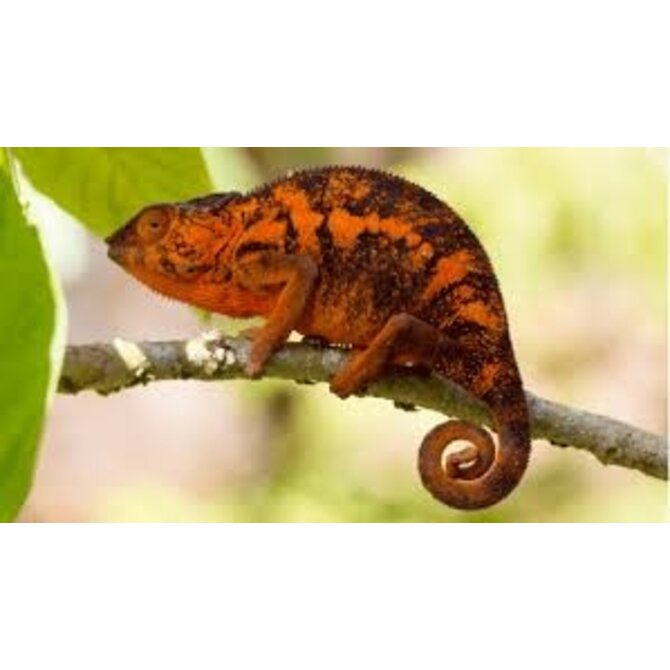 Chameleon pardálí